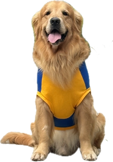 Dodo the Golden Retriever, tongue out, waiting for dinner