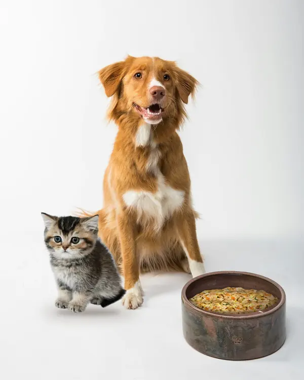 A happy dog and a tabby kitten sitting side by side next to a bowl of Tummy Full, our chicken, rice and vegetable meal