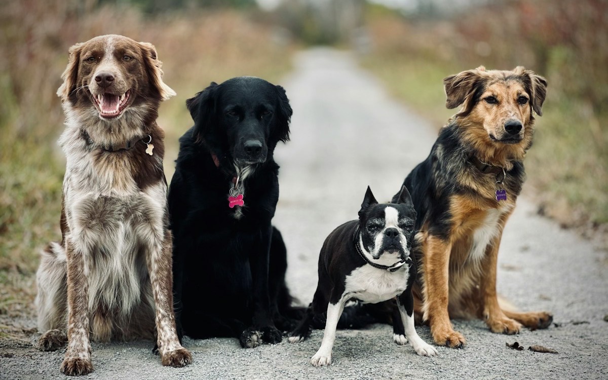 Four dogs of different breeds sitting together on a path