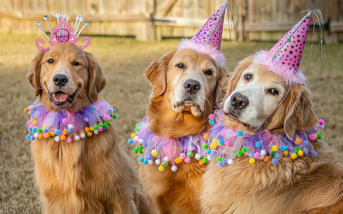 Three golden retrievers in party hats and frills at a birthday