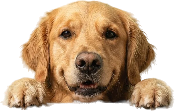 A golden retriever resting its paws on the counter, like Dodo, the dog behind our kitchen