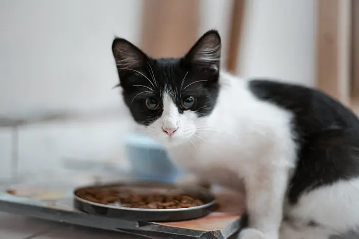 A black and white kitten beside its food bowl