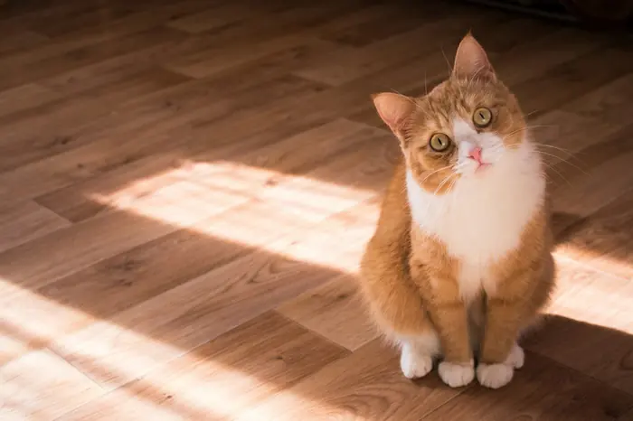 A healthy ginger cat sitting in the sunlight