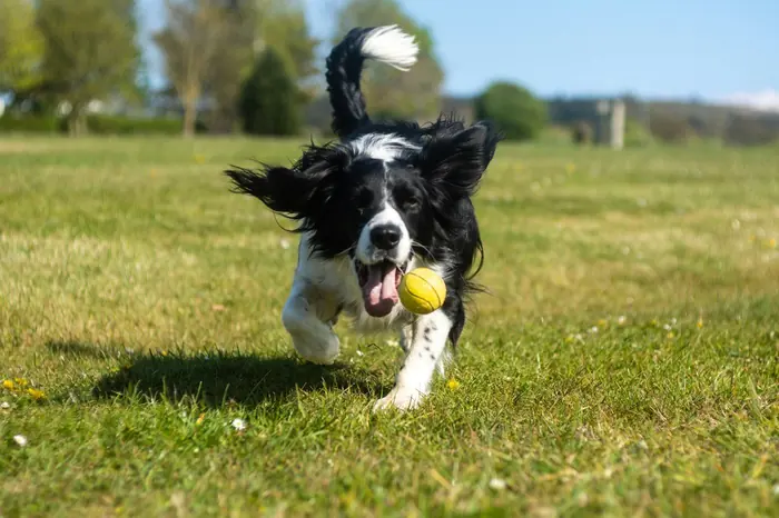 A border collie puppy playing with a ball on the grass