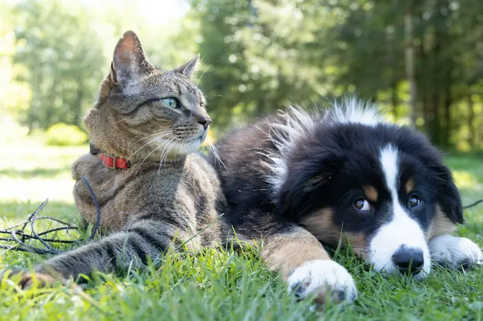 A dog and a cat lying together on the grass