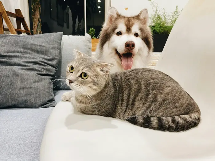 A dog and a cat curled up together on a sofa