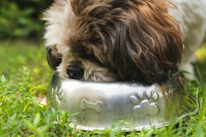 A dog eating happily from its bowl