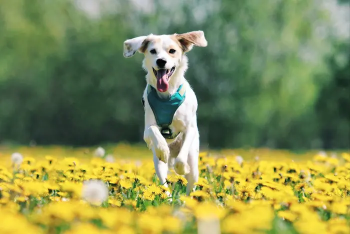 A happy dog running through yellow flowers