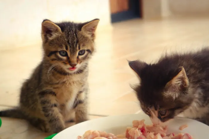 Two kittens eating from a plate