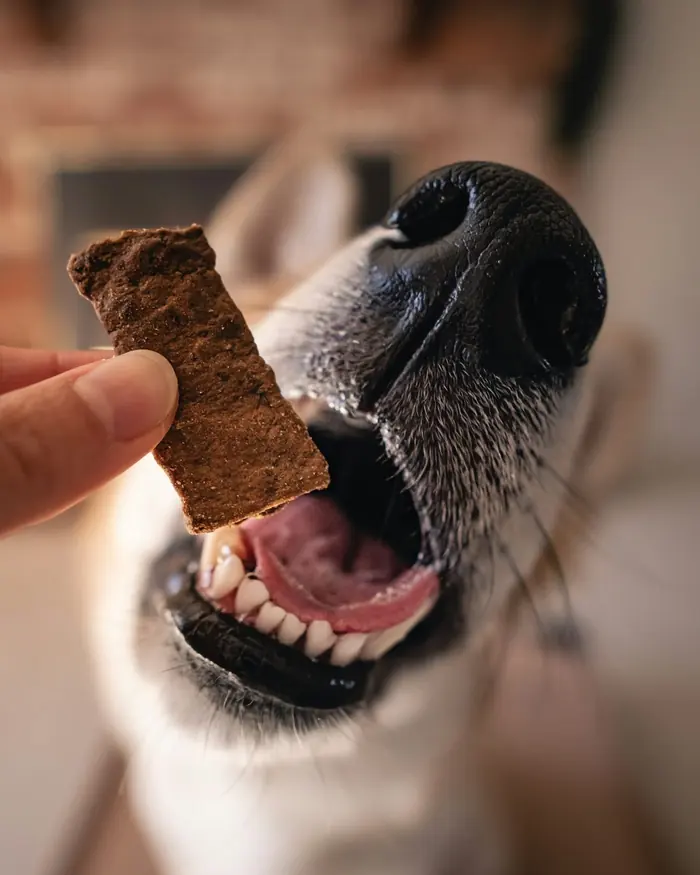 A dog staring hopefully at a treat held above its nose