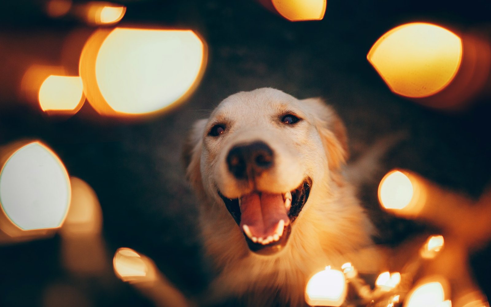 A happy golden dog surrounded by warm festive lights