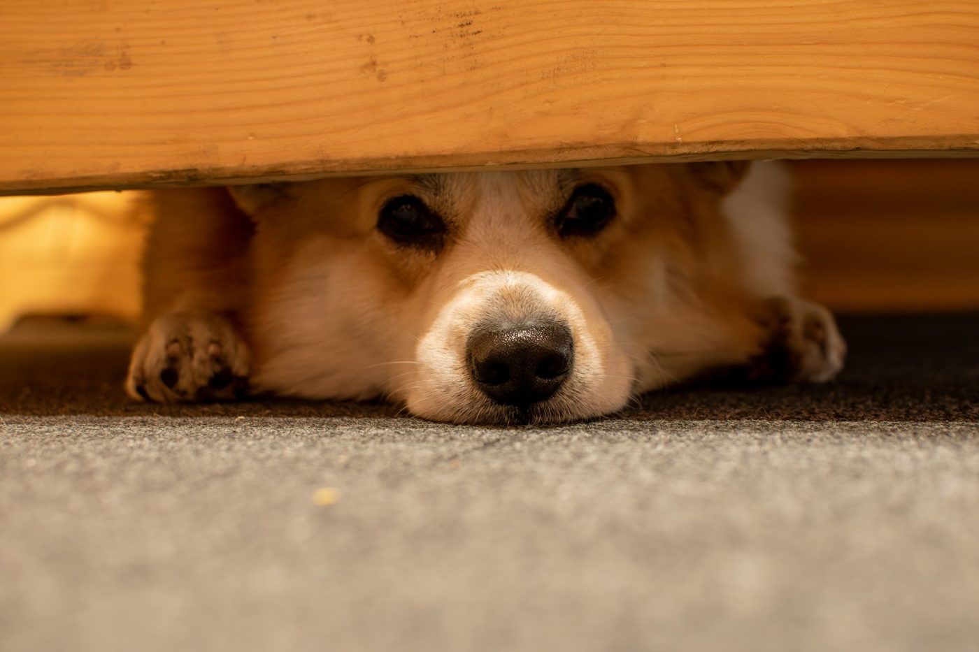 Let a scared pet hide. A quiet room and a covered hiding spot help.