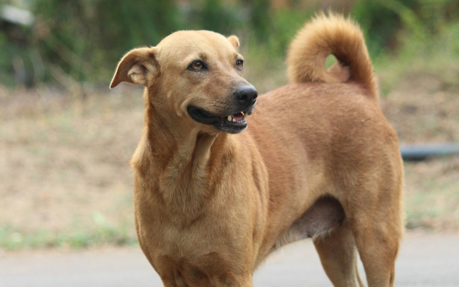 An Indian dog standing on a quiet road