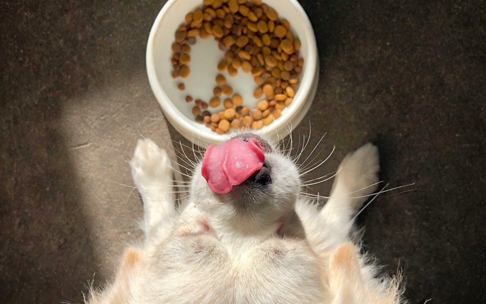 A happy dog licking its lips beside a bowl of kibble, seen from above