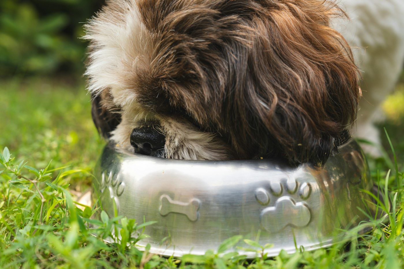 A clean bowl and a happy dog: what you’re aiming for by day 7.