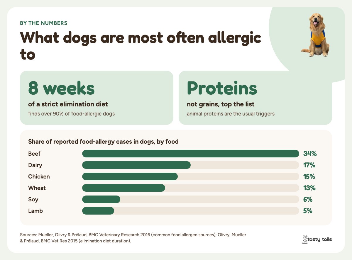 Most reported food allergens in dogs: beef 34%, dairy 17%, chicken 15%, wheat 13%, soy 6%, lamb 5% (Mueller et al. 2016). An 8-week elimination diet finds over 90% of food-allergic dogs.