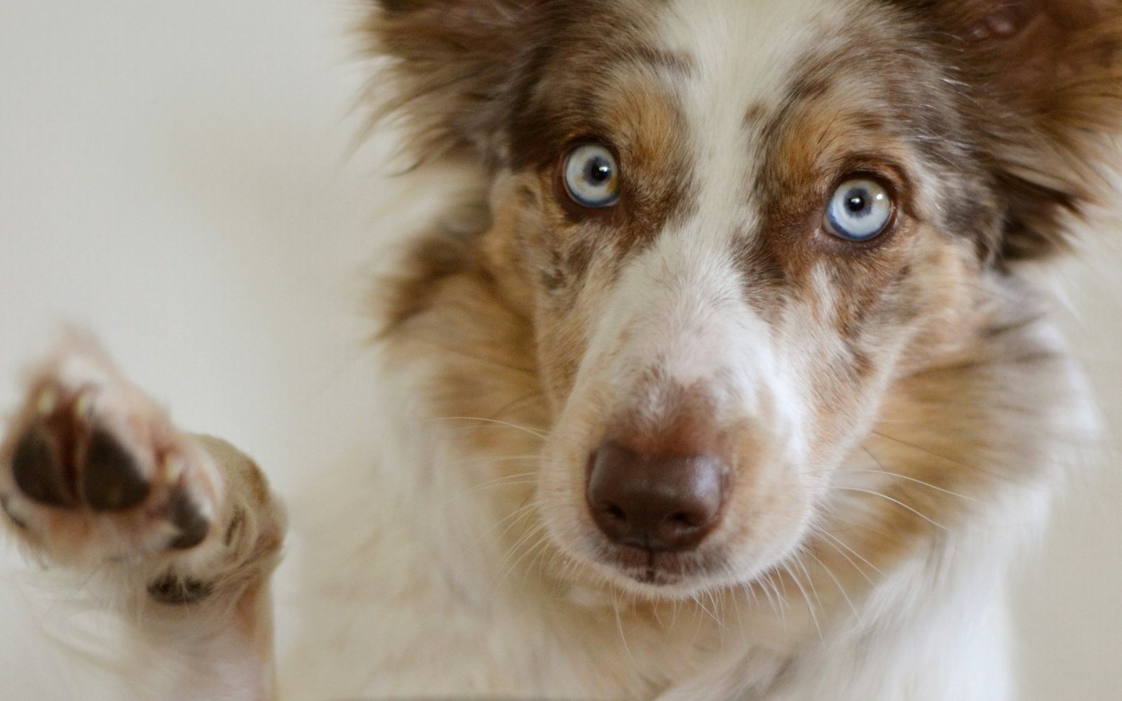 A dog with one paw raised, waiting beside a food bowl