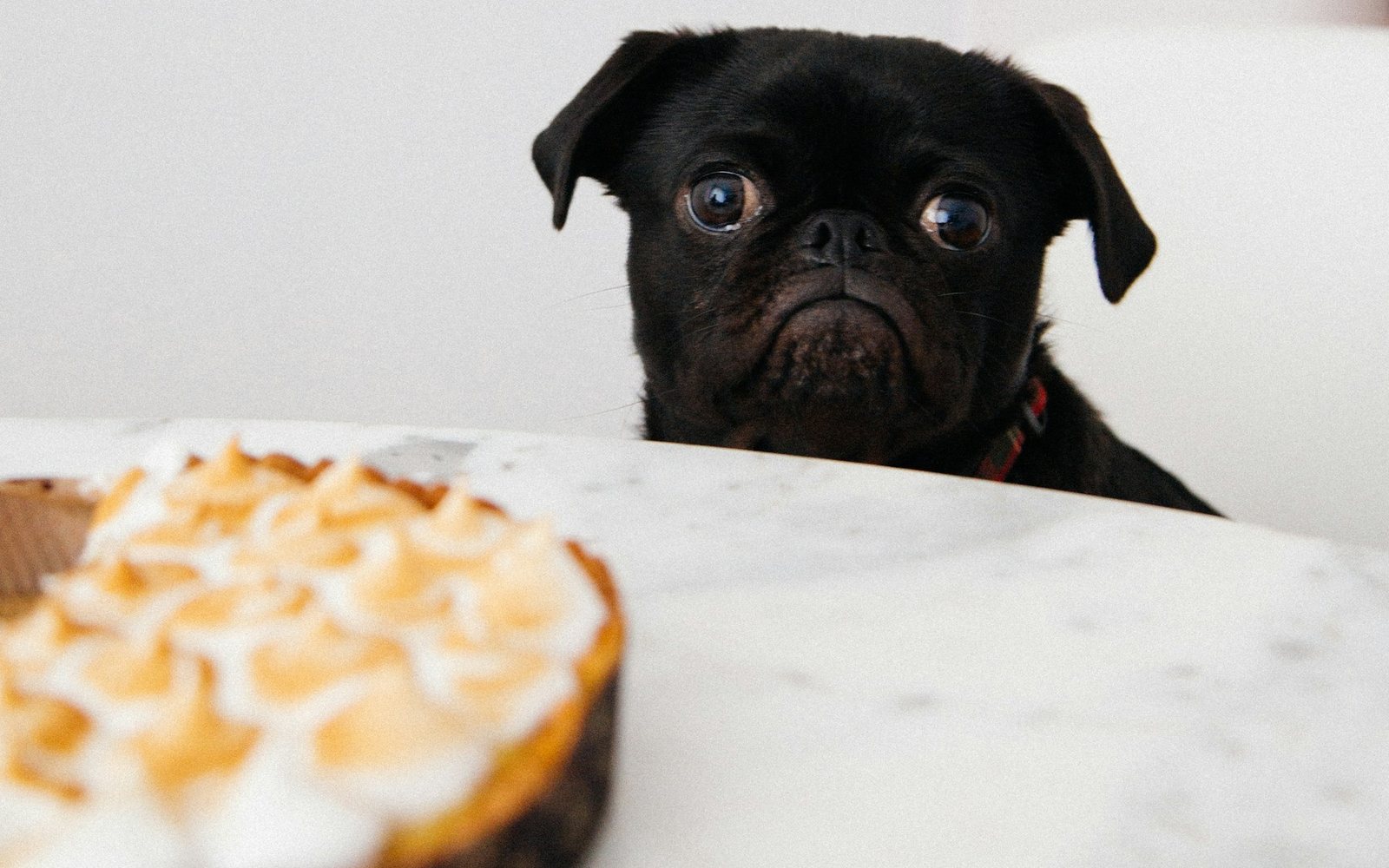 A black pug peeking over a table at a pie