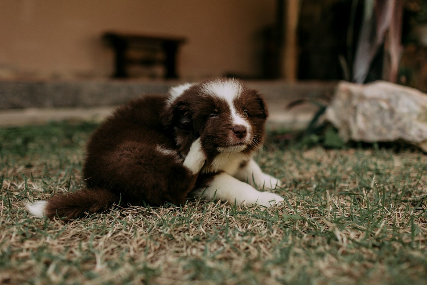 Ears, paws and tummy are where itchy dogs scratch most.