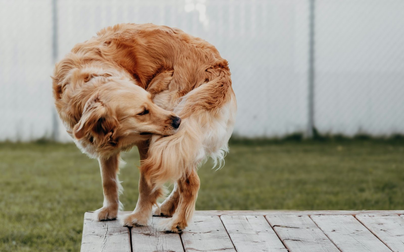 A golden dog twisting round to scratch its side