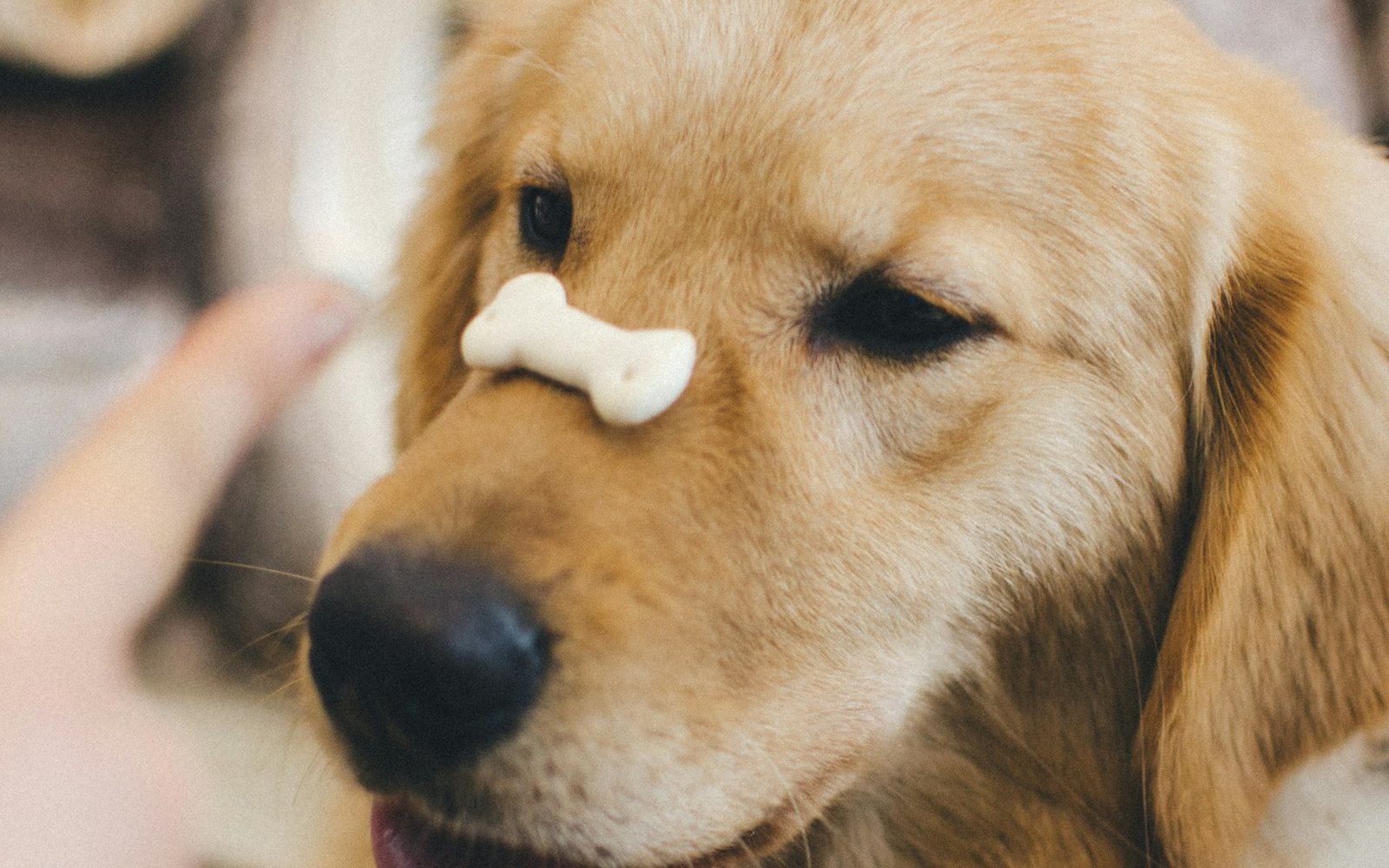 A golden retriever balancing a bone-shaped biscuit on its nose