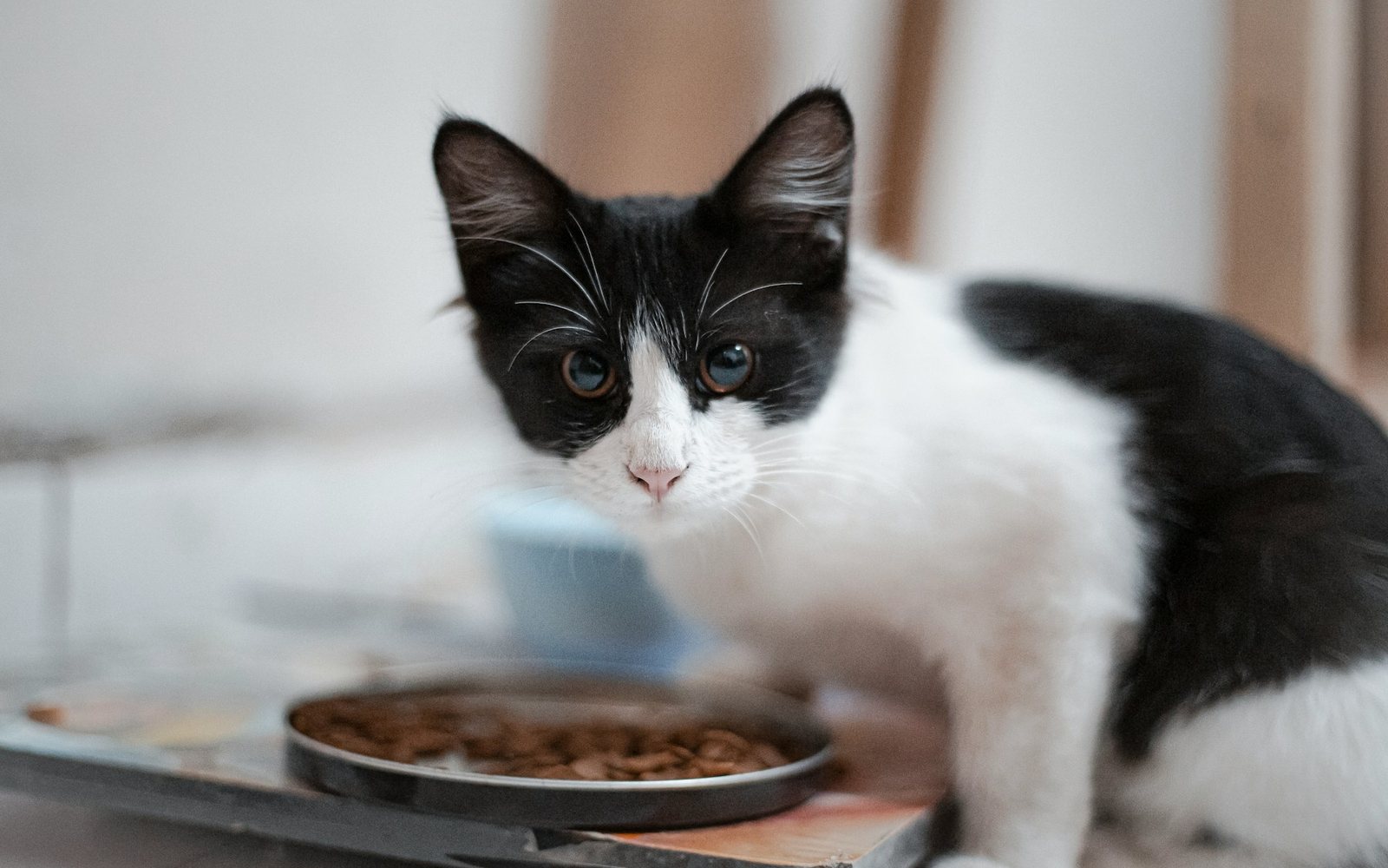 A black and white kitten beside its food bowl