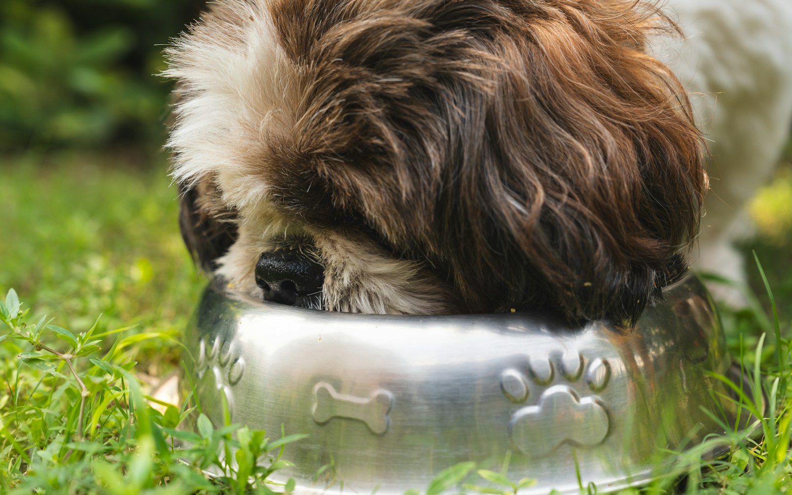 A fluffy brown and white dog with its face buried in a steel food bowl on the grass