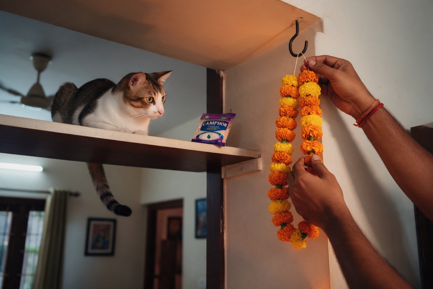 Hang garlands and store camphor high; string and thread can bunch up the intestine, especially in cats.